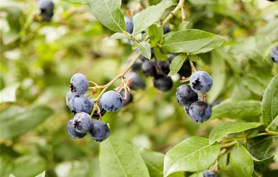 Vaccinium corymbosum