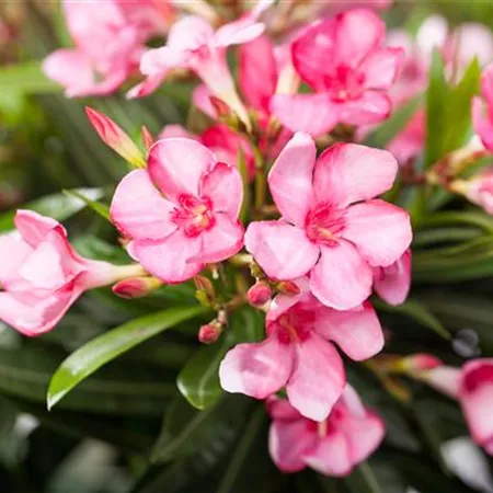 Nerium oleander, rosa (GS525232.jpg)