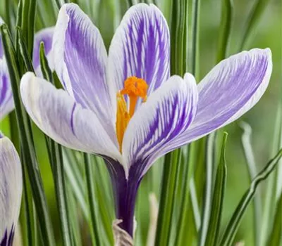 Crocus vernus