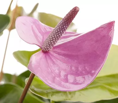 Anthurium x andreanum