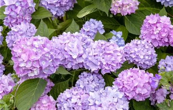 Hydrangea 'Endless Summer'®