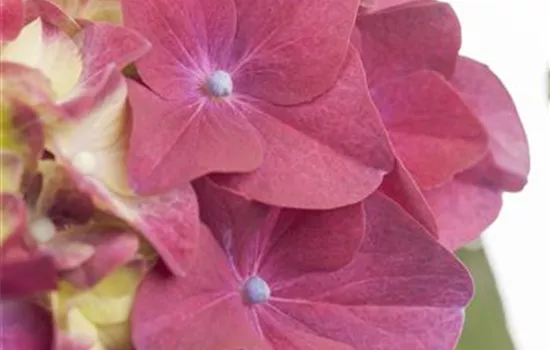 Hydrangea macrophylla, blau