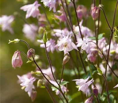 Aquilegia vulgaris