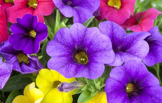 Calibrachoa 'Celebration® Karneval'