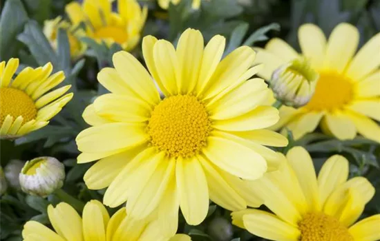 Argyranthemum frutescens, gelb