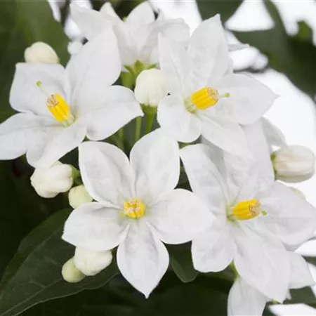 Solanum jasminoides (GS475662.jpg)