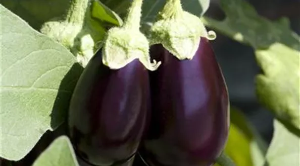 Solanum melongena