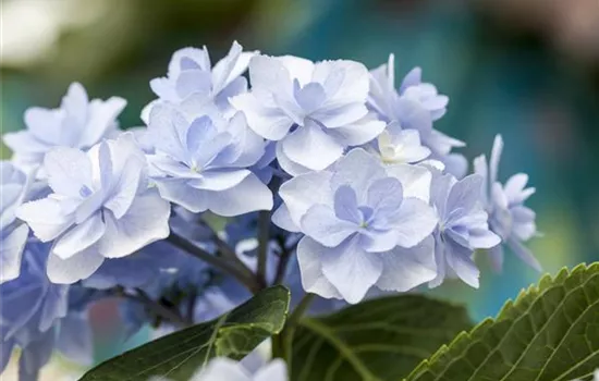 Hydrangea 'You & Me'®