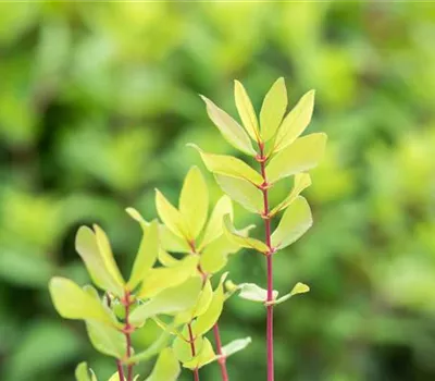 Lonicera caerulea var. kamtschatica