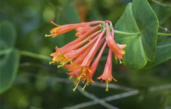 Lonicera x brownii 'Dropmore Scarlet'