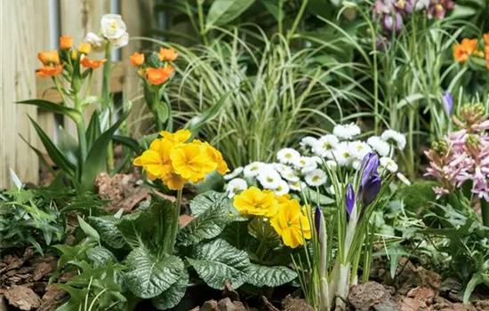 Osterglocke, Tulpe und Hyazinthe: Frühlingsboten auf dem Balkon