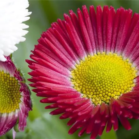 Bellis perennis (GS445564.jpg)