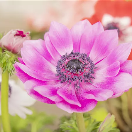 Anemone coronaria (GS593538.jpg)