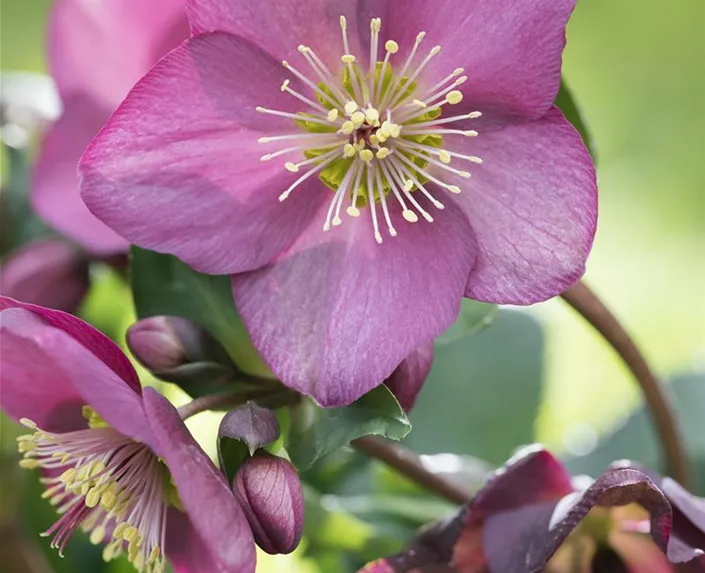 Helleborus x glandorfensis