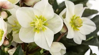 Helleborus x ericsmithii 'HGC Shooting Star'®