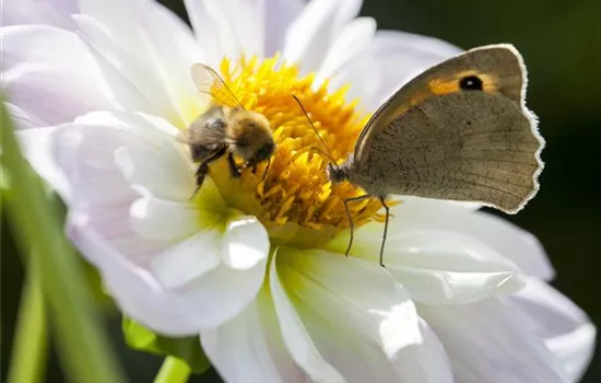 Bienenfreundliche Sommerblumen