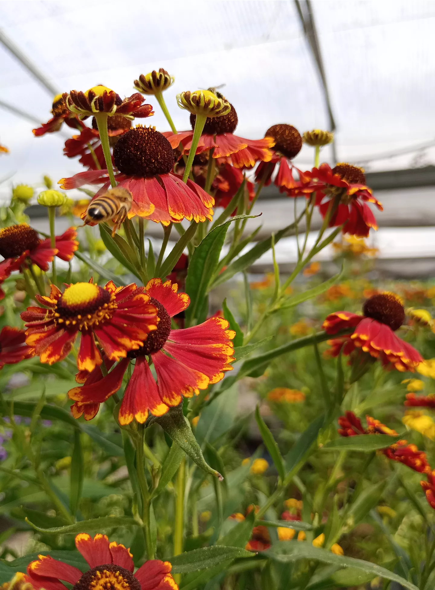 helenium biene.jpg