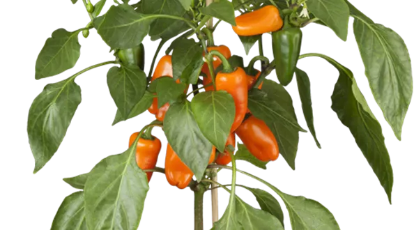 Capsicum annuum 'Pick a Pep'®, orange