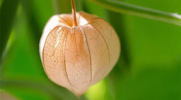 physalis-5582841_1280.jpg