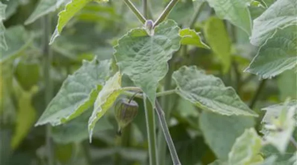 Physalis peruviana