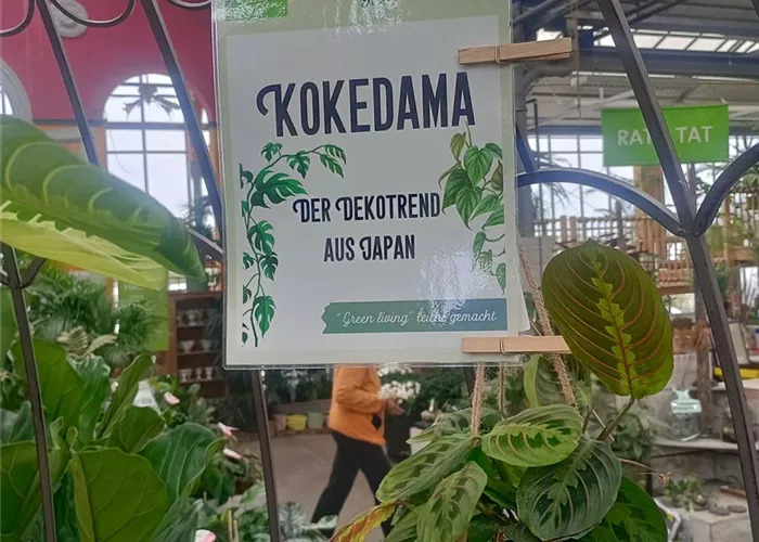 kokedama.jpg