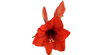 Hippeastrum