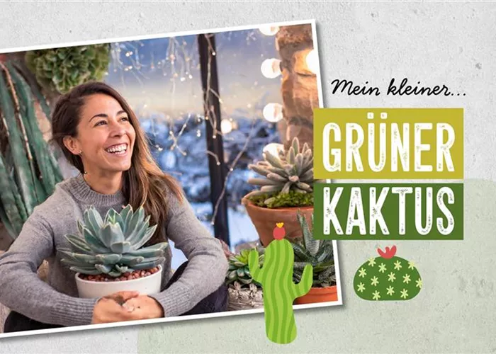 Kakteen und Sukkulenten kaufen für ein tolles Klima