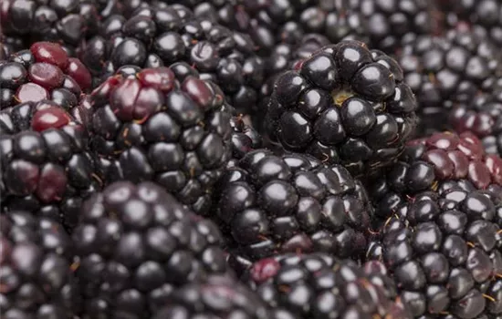 Brombeeren pflanzen